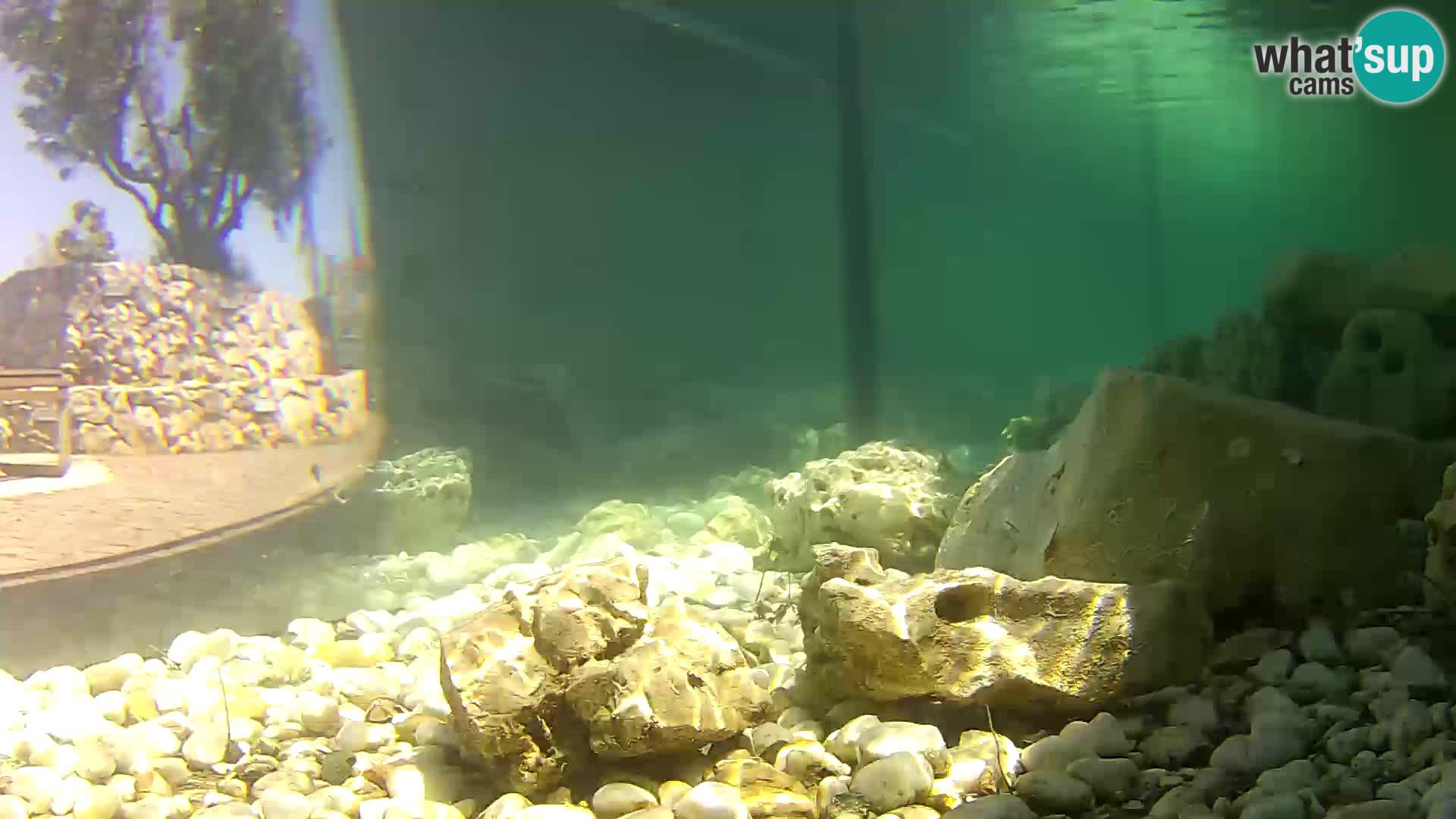 Outdoor Marine Aquarium Rogoznica webcam Croatia