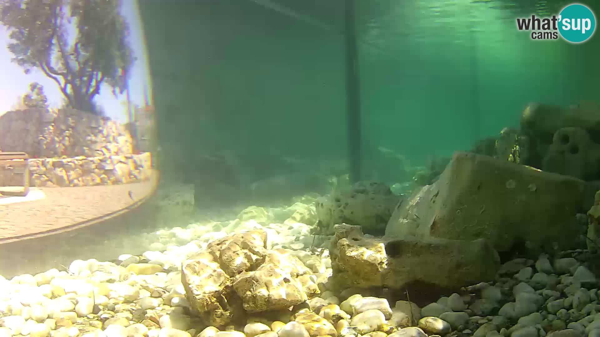 Aquario marino esterno –  Rogoznica livecam Croazia