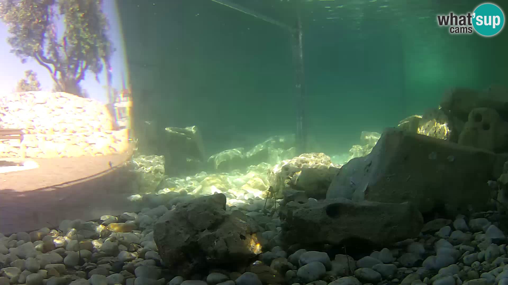 Webcam de l’aquarium marin extérieur de Rogoznica Croatie