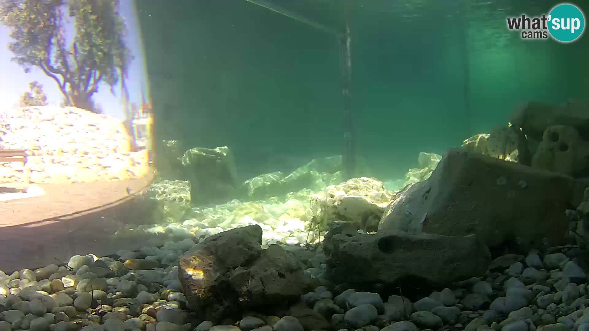 Acuario marino al aire libre Rogoznica webcam Croacia