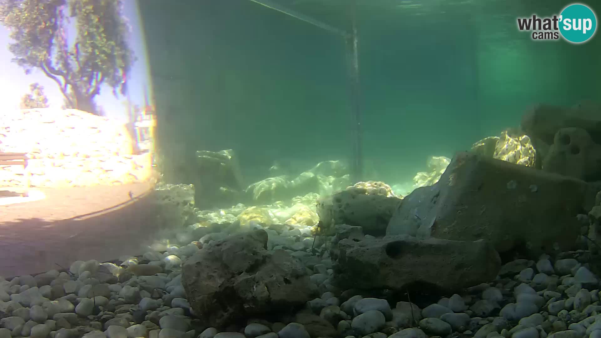 Acuario marino al aire libre Rogoznica webcam Croacia