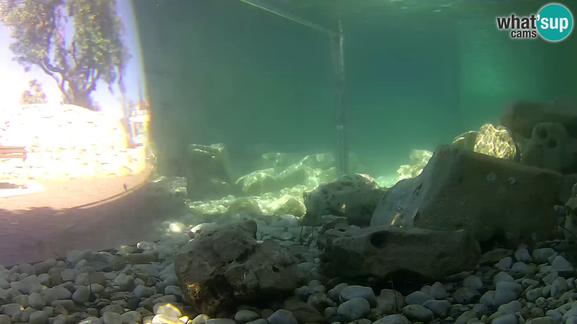 Acuario marino al aire libre Rogoznica webcam Croacia