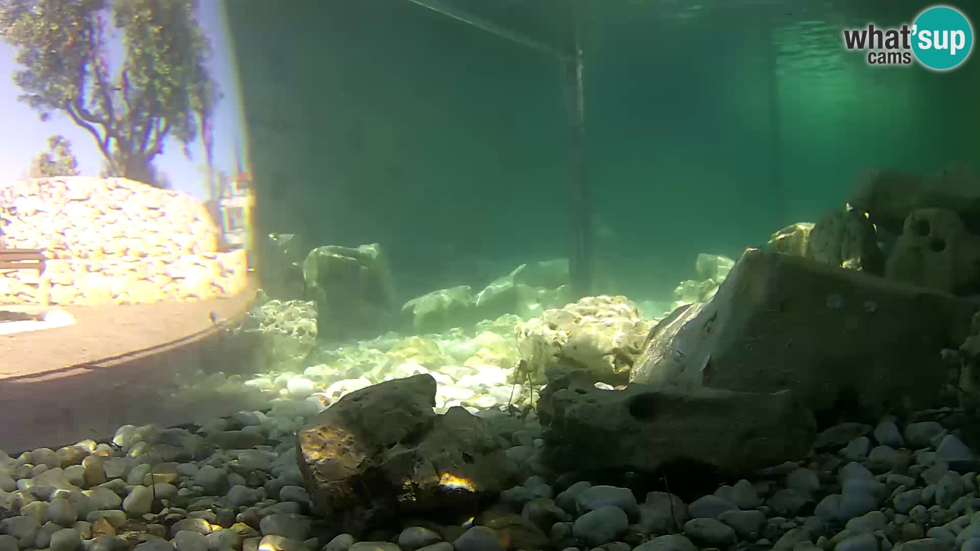 Acuario marino al aire libre Rogoznica webcam Croacia