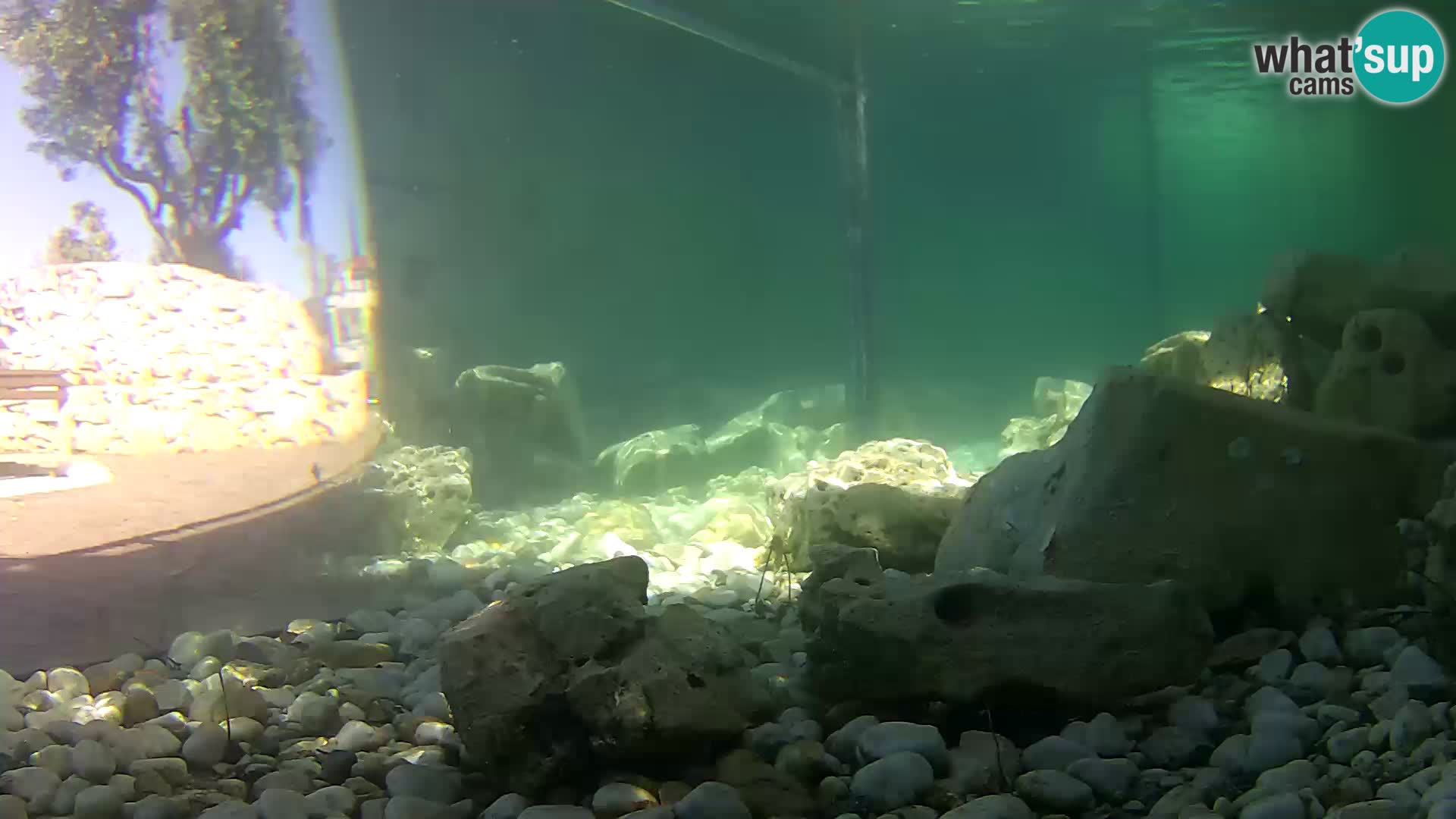 Aquario marino esterno –  Rogoznica livecam Croazia
