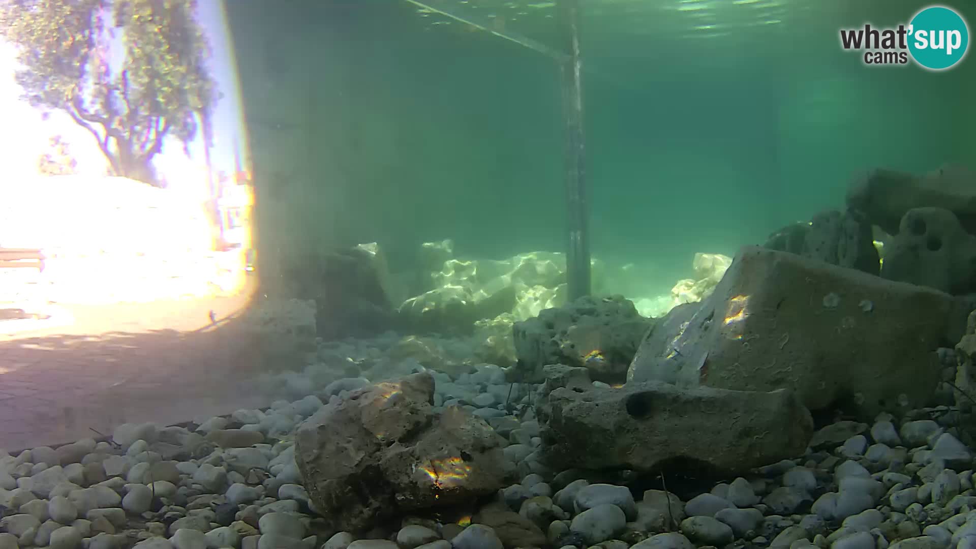 Acuario marino al aire libre Rogoznica webcam Croacia