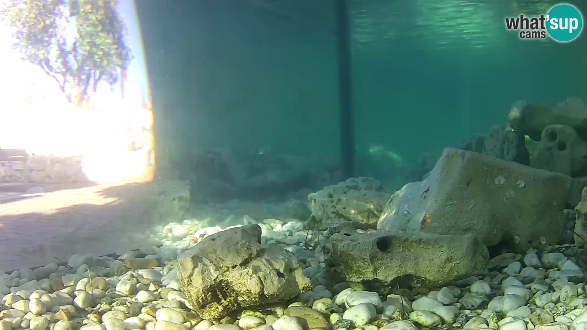 Zunanji morski akvarij Rogoznica spletna kamera Hrvaška