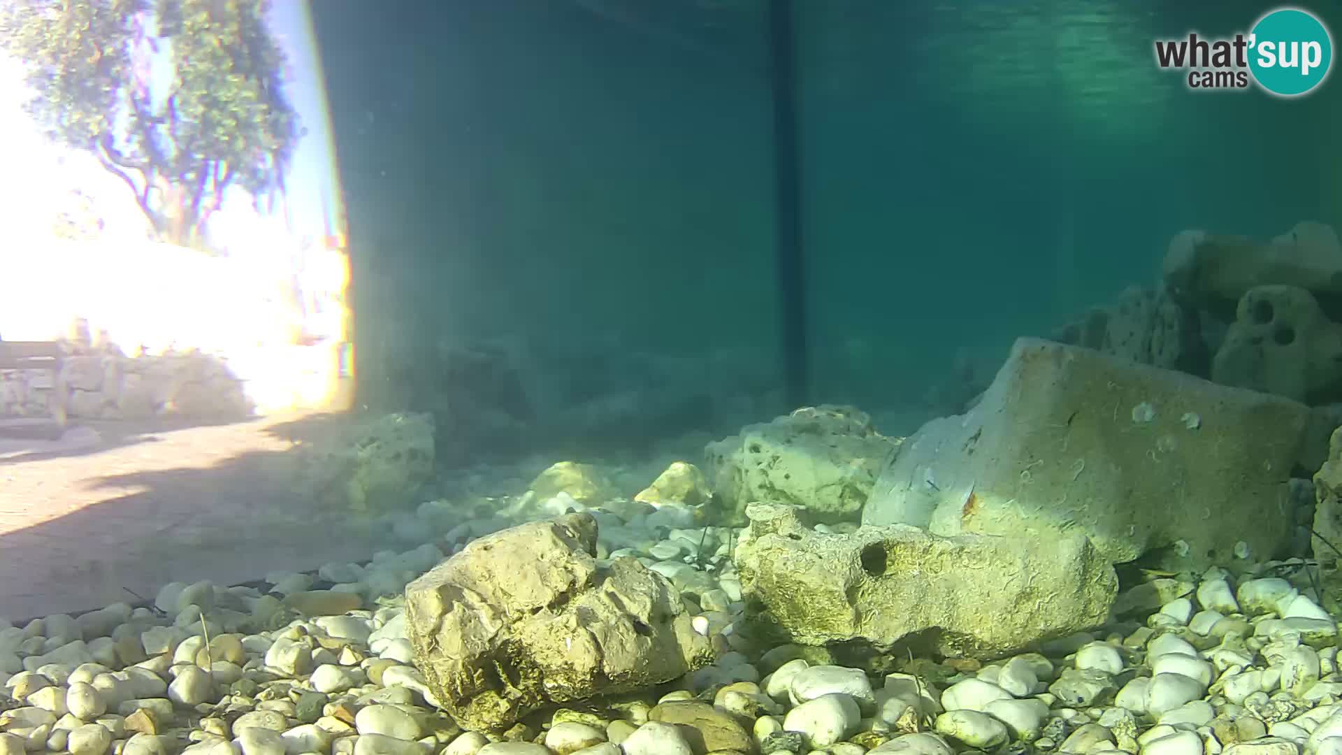 Outdoor Marine Aquarium Rogoznica webcam Croatia