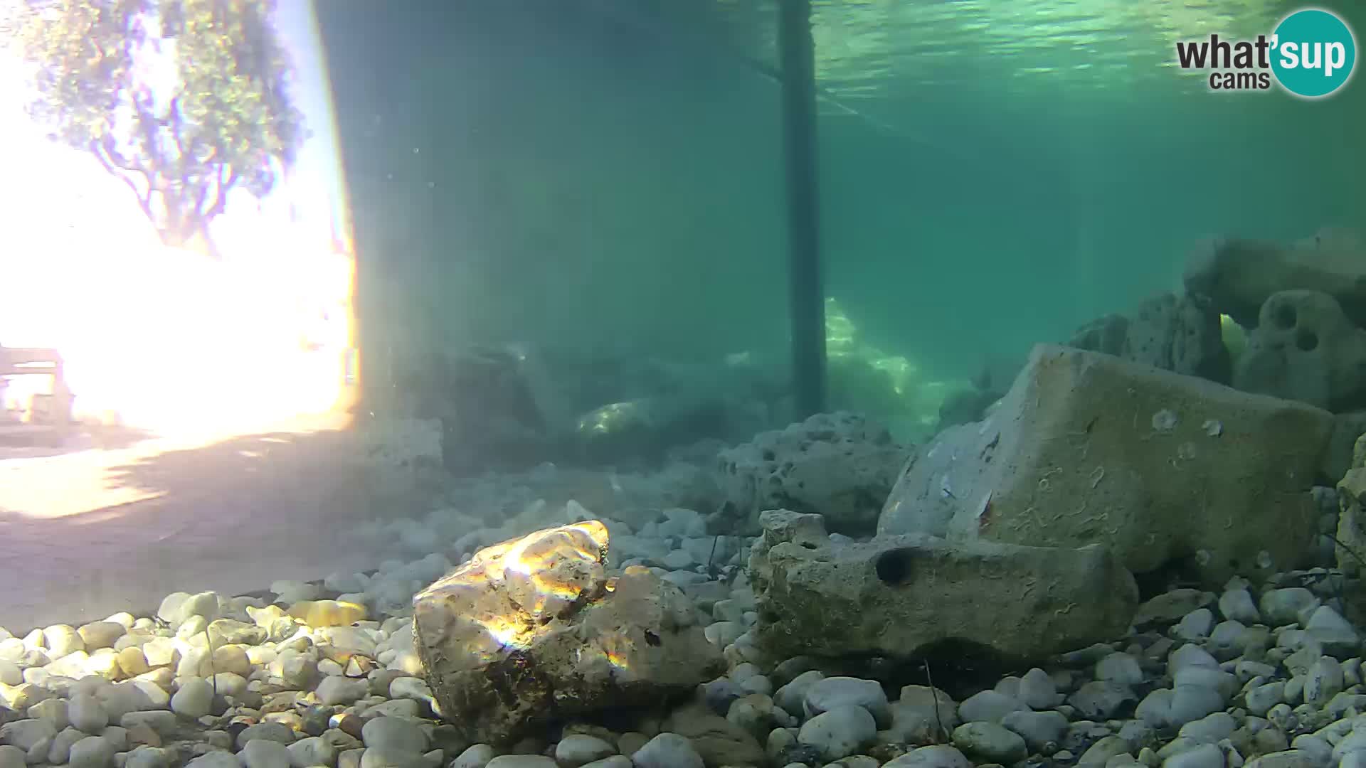 Aquario marino esterno –  Rogoznica livecam Croazia