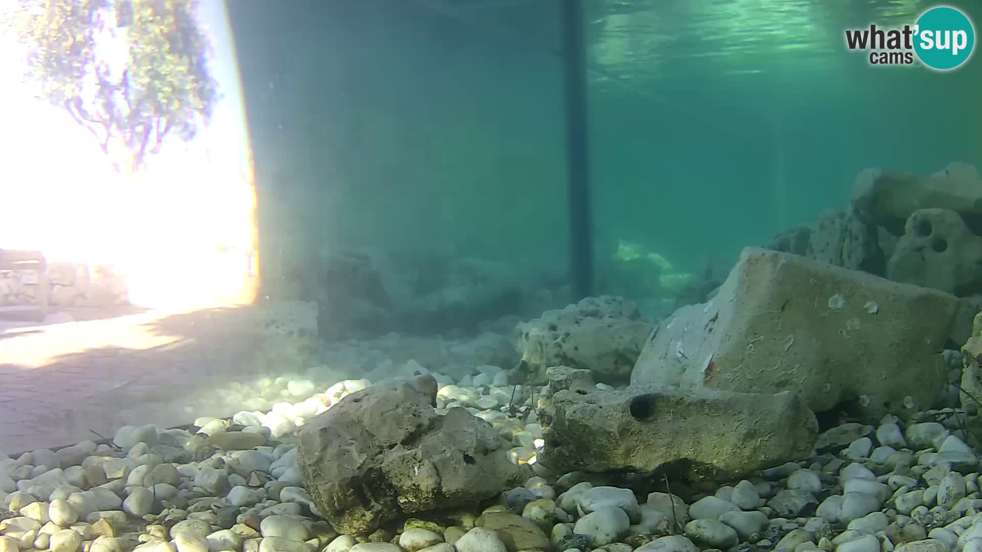 Zunanji morski akvarij Rogoznica spletna kamera Hrvaška