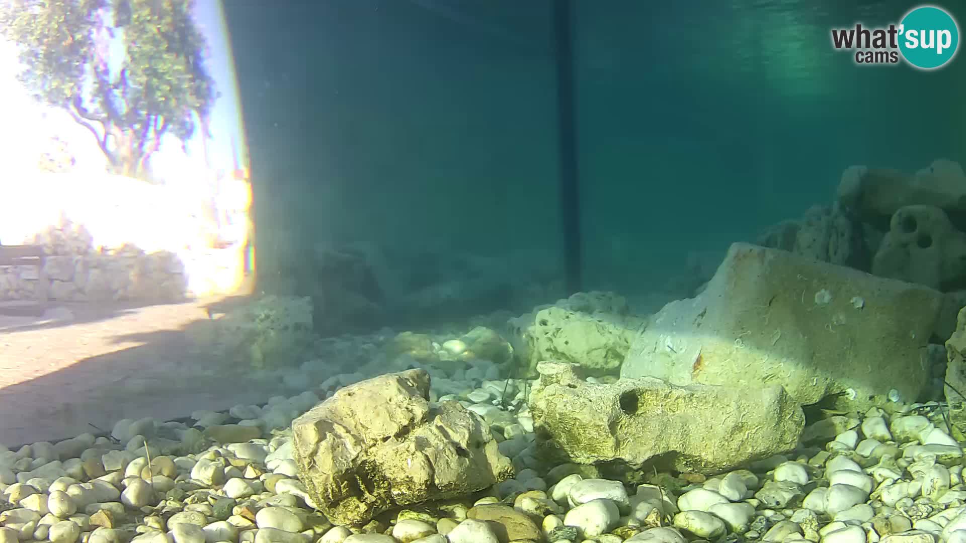 Zunanji morski akvarij Rogoznica spletna kamera Hrvaška