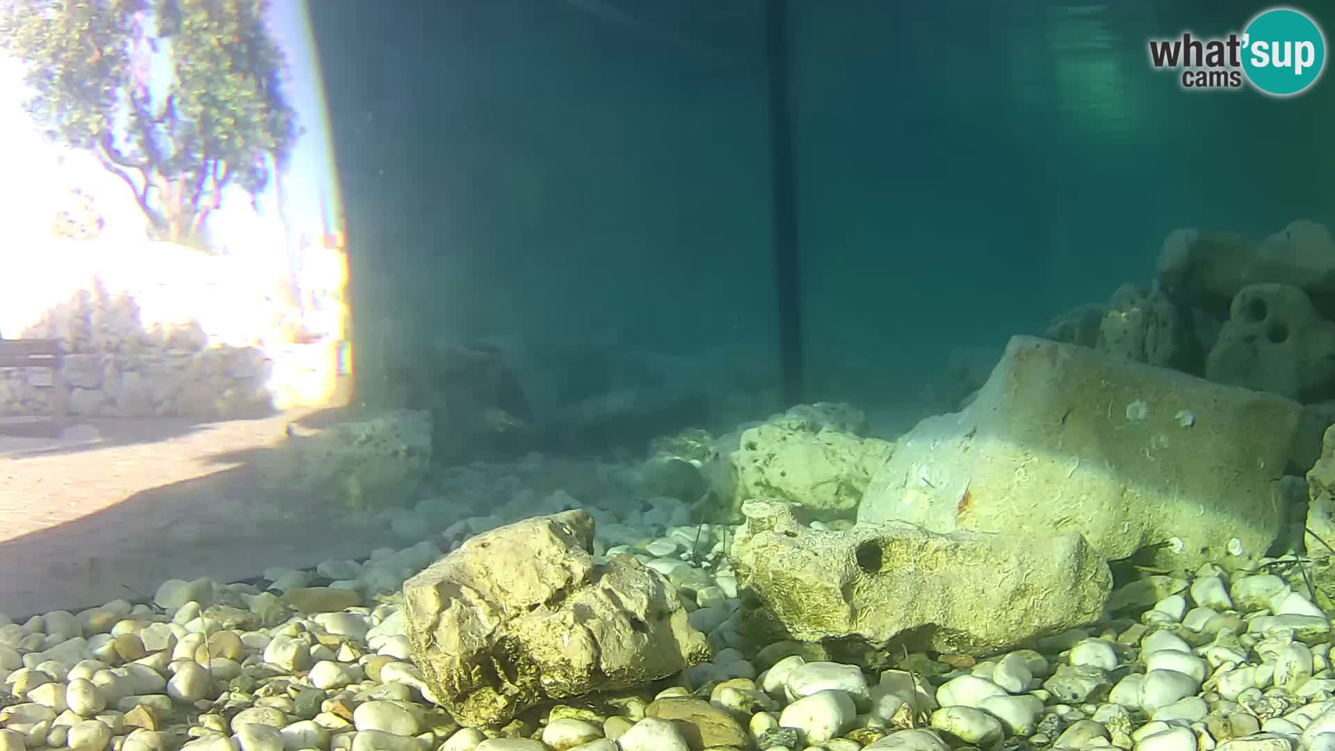 Webcam de l’aquarium marin extérieur de Rogoznica Croatie