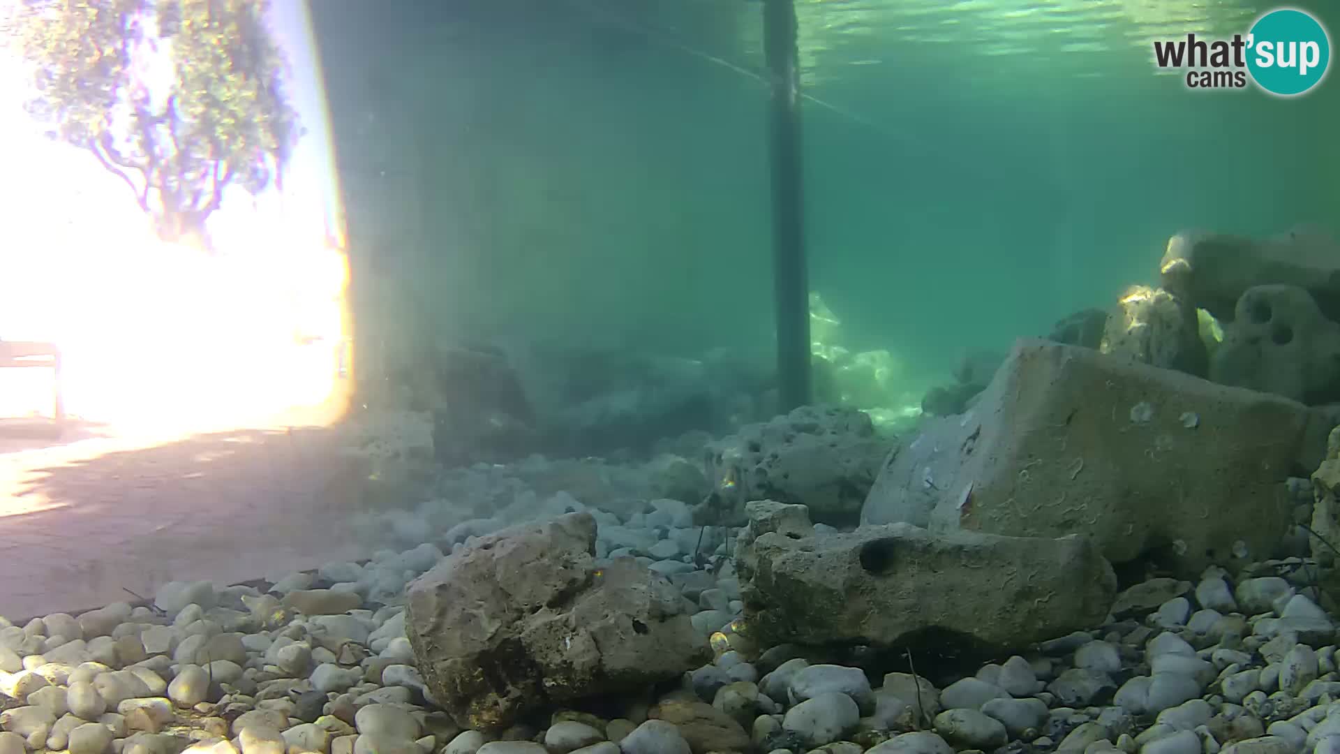 Aquario marino esterno –  Rogoznica livecam Croazia