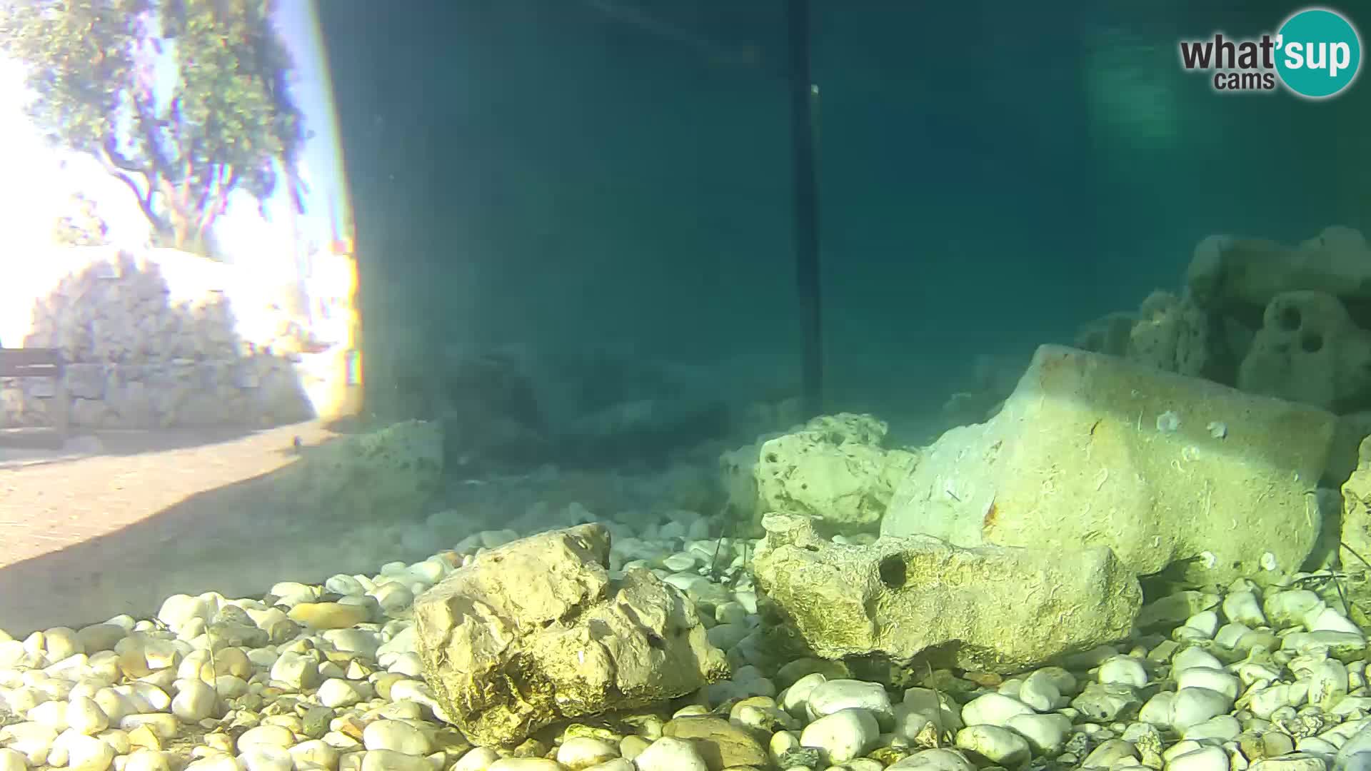 Aquario marino esterno –  Rogoznica livecam Croazia