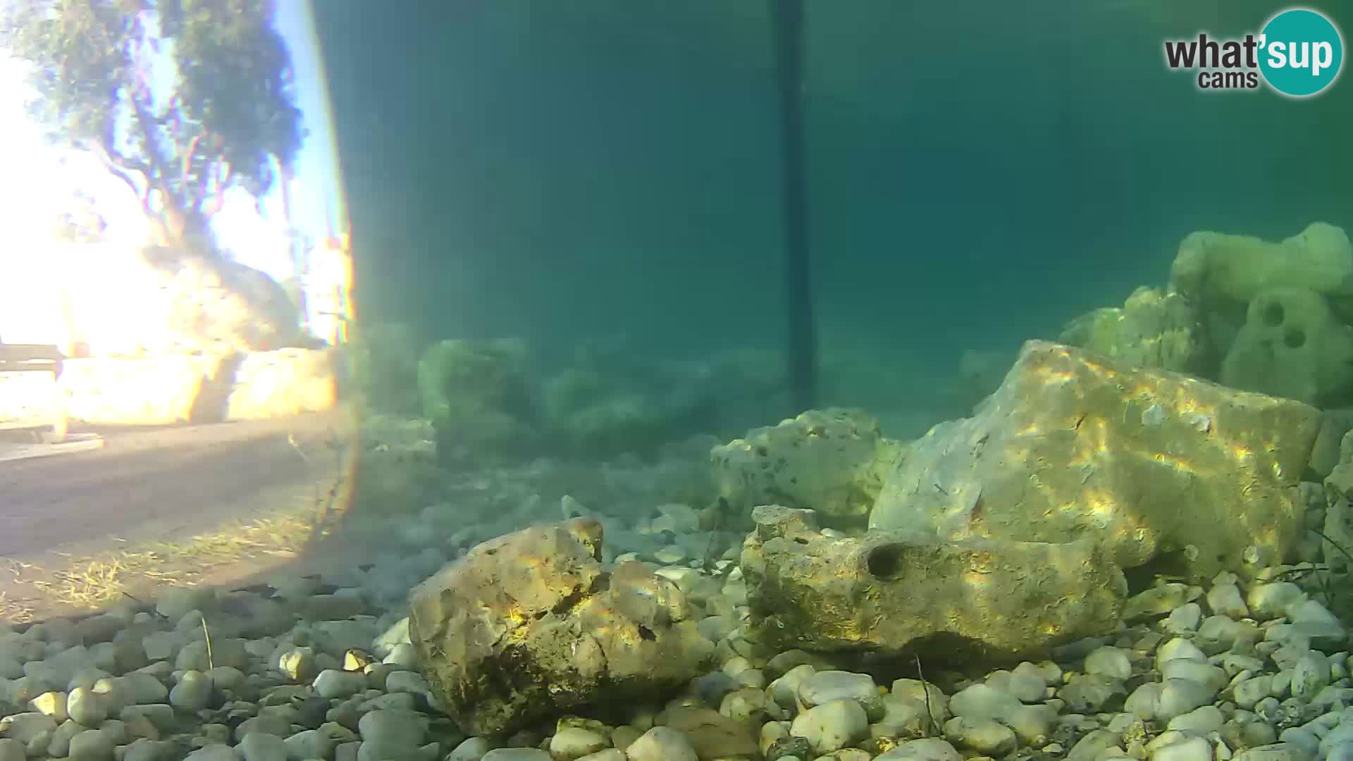 Acuario marino al aire libre Rogoznica webcam Croacia