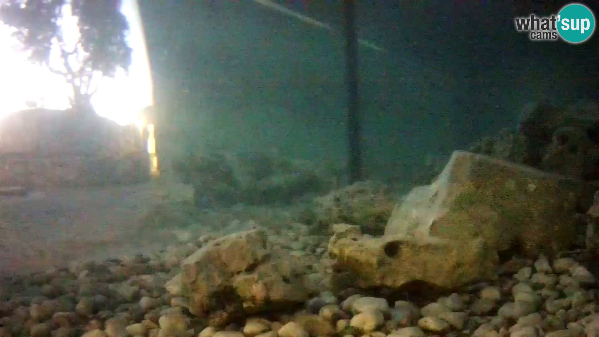 Aquario marino esterno –  Rogoznica livecam Croazia