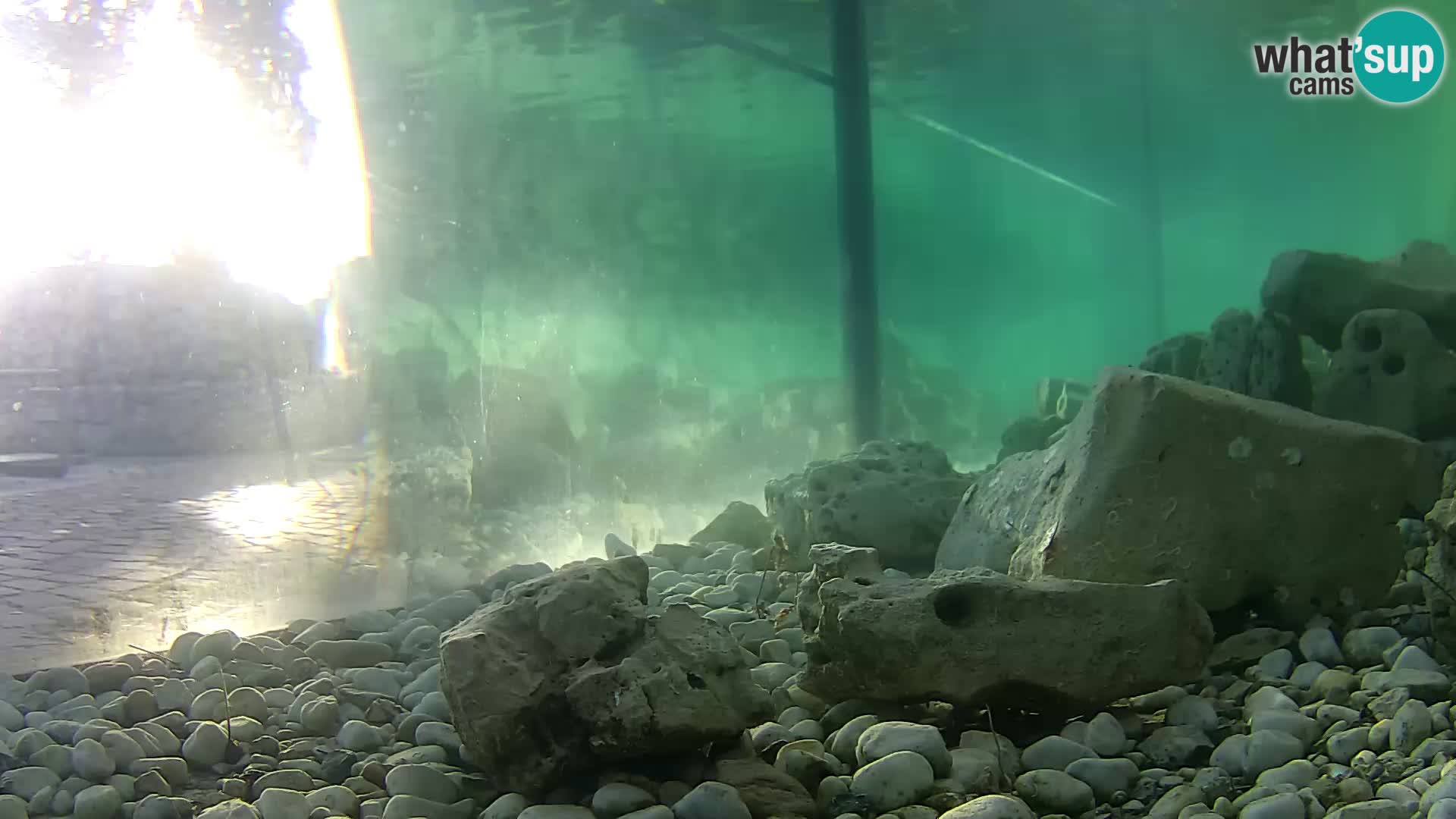Acuario marino al aire libre Rogoznica webcam Croacia