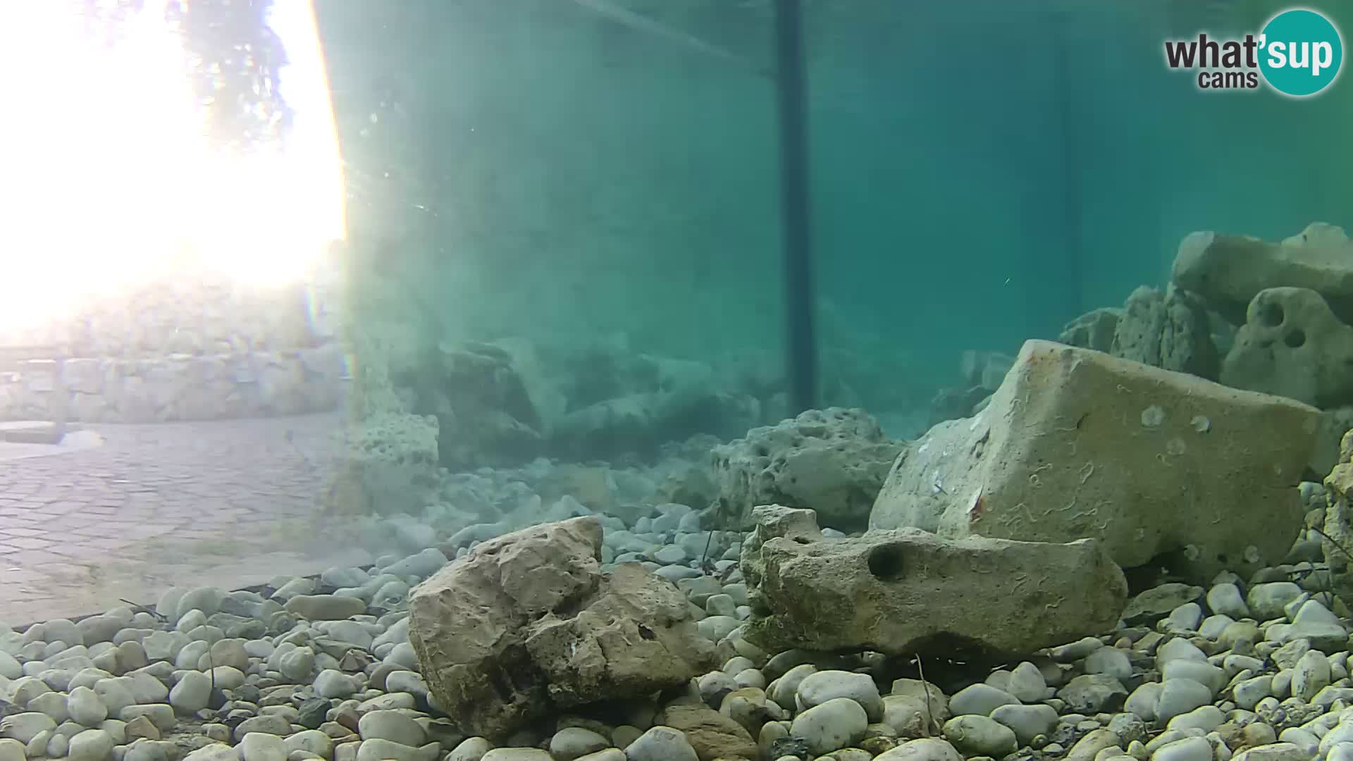 Aquario marino esterno –  Rogoznica livecam Croazia