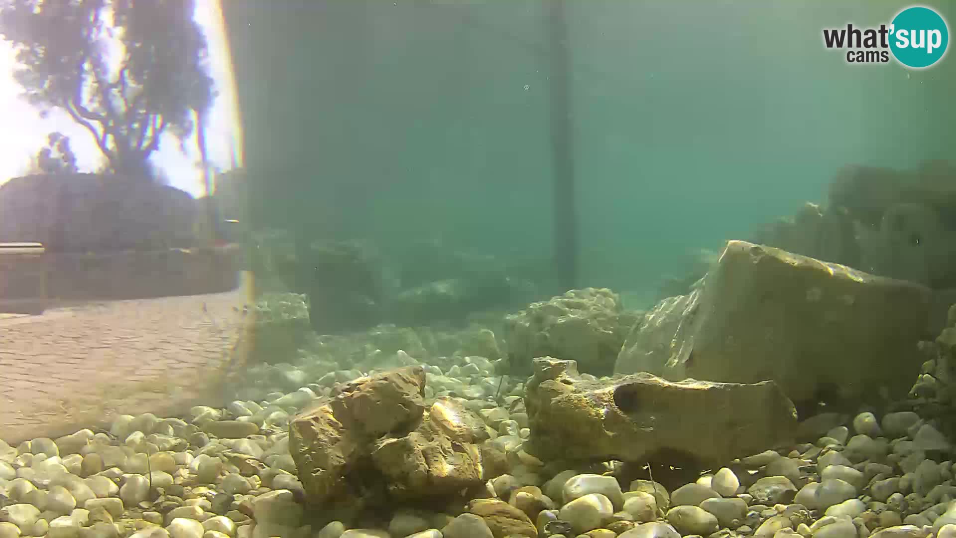 Webcam de l’aquarium marin extérieur de Rogoznica Croatie
