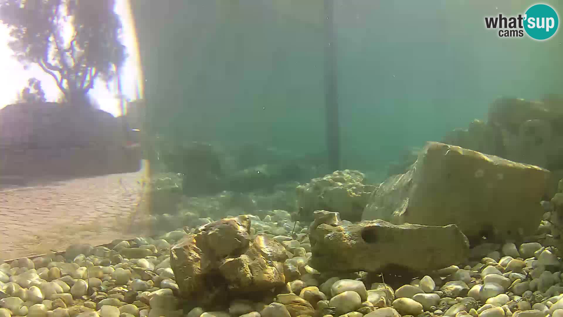 Outdoor Marine Aquarium Rogoznica webcam Croatia