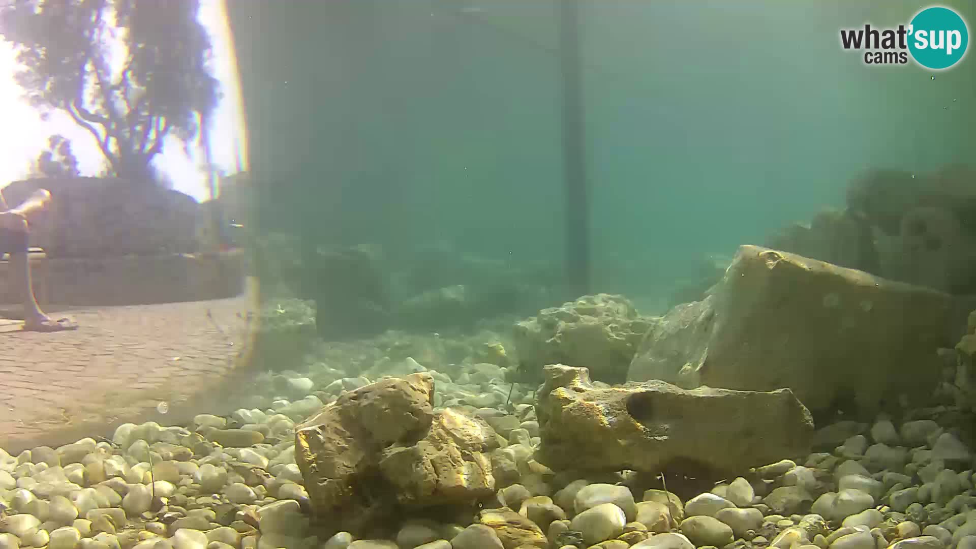Zunanji morski akvarij Rogoznica spletna kamera Hrvaška