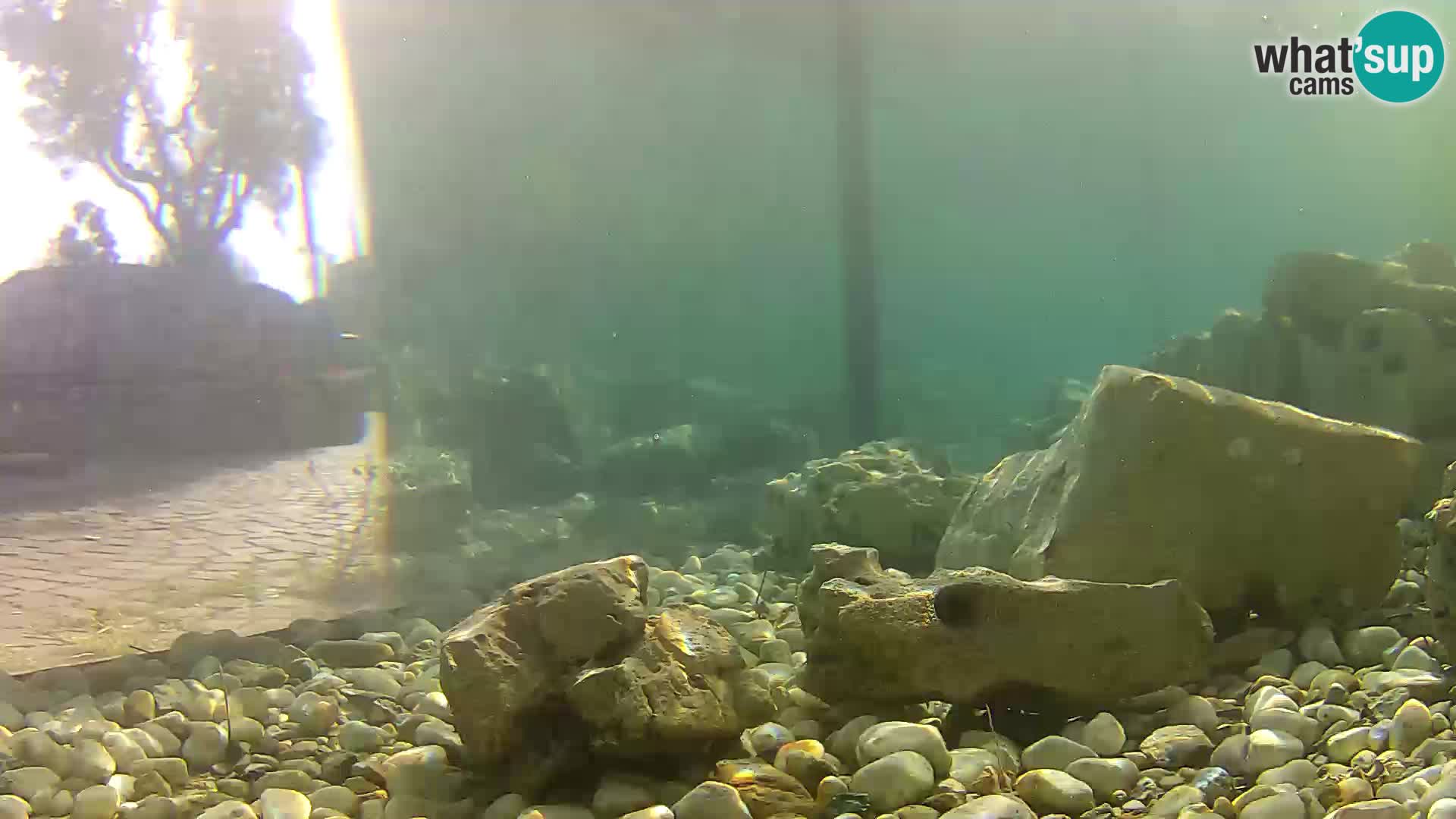 Marine Aquarium im Freien Rogoznica webcam Kroatien