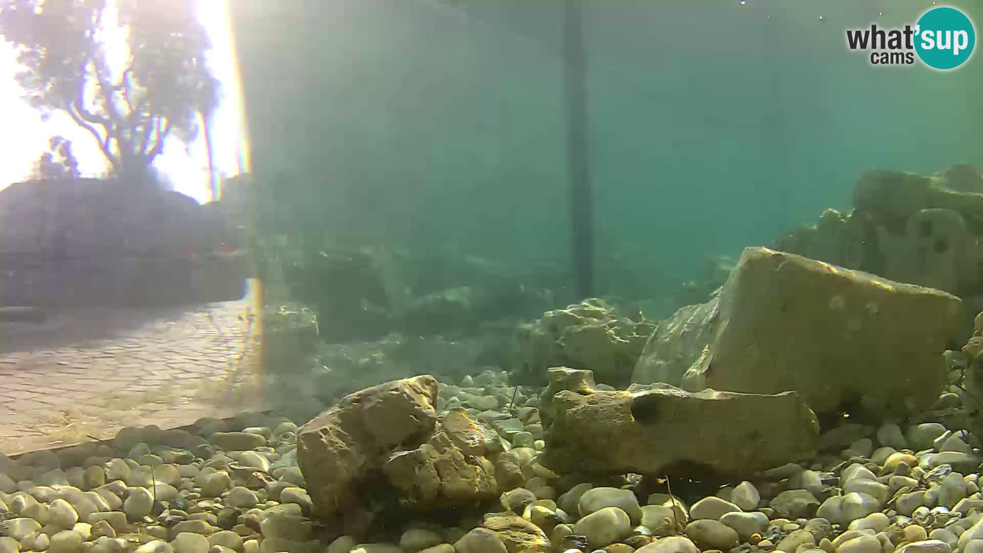 Outdoor Marine Aquarium Rogoznica webcam Croatia