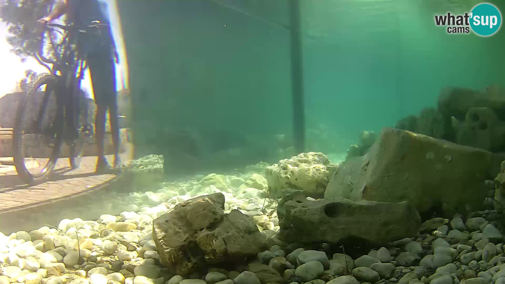 Acuario marino al aire libre Rogoznica webcam Croacia