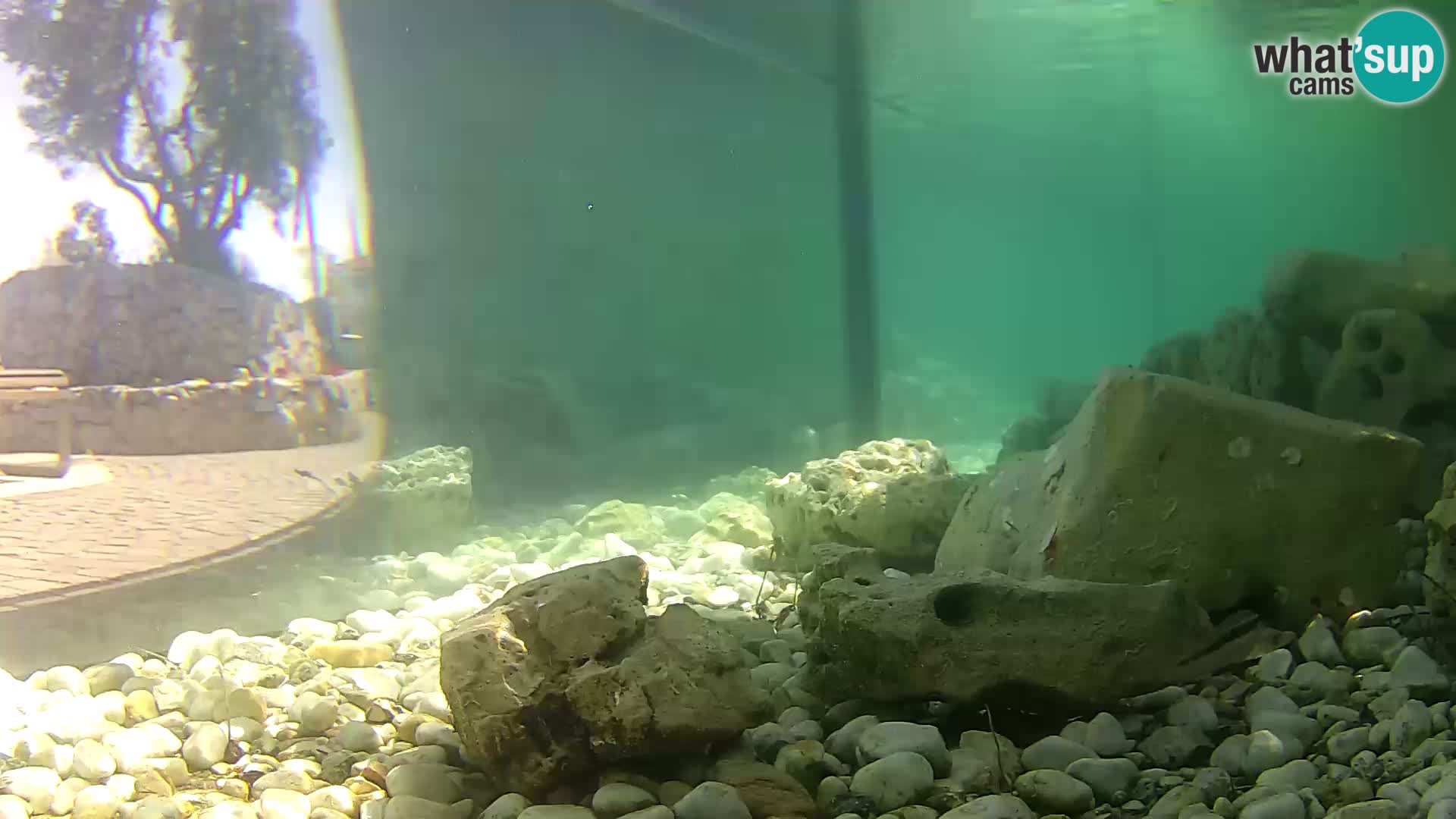 Outdoor Marine Aquarium Rogoznica webcam Croatia