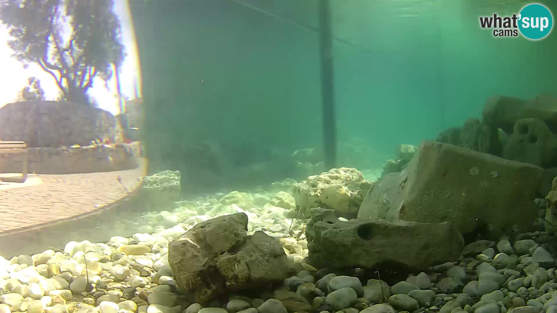 Aquario marino esterno –  Rogoznica livecam Croazia