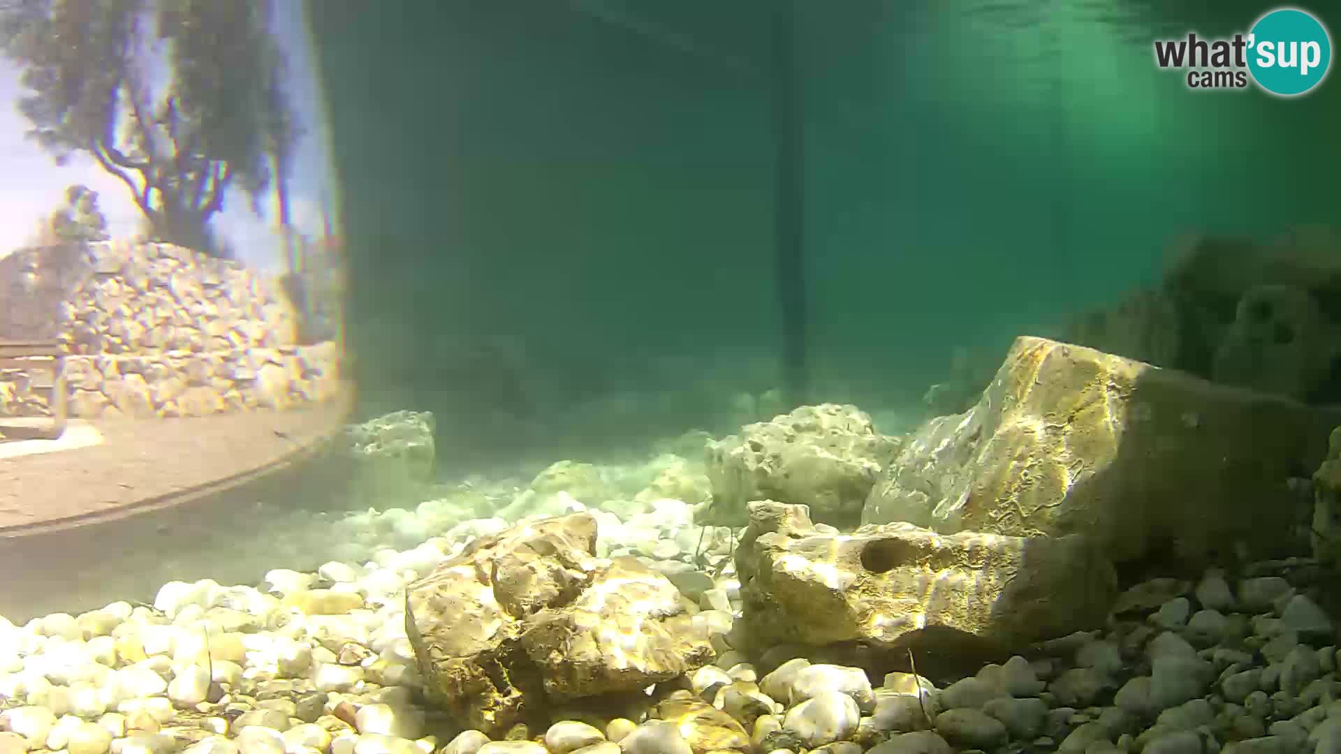 Zunanji morski akvarij Rogoznica spletna kamera Hrvaška