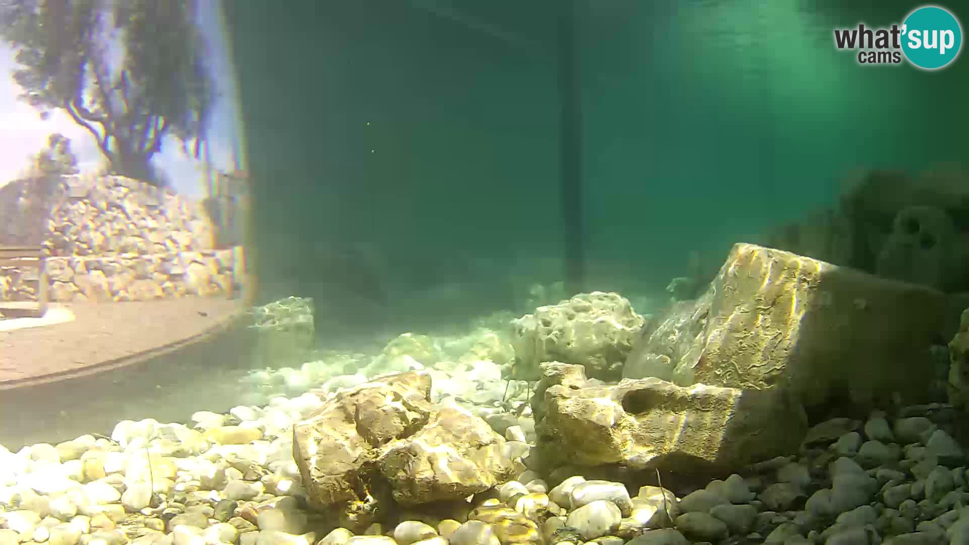 Acuario marino al aire libre Rogoznica webcam Croacia