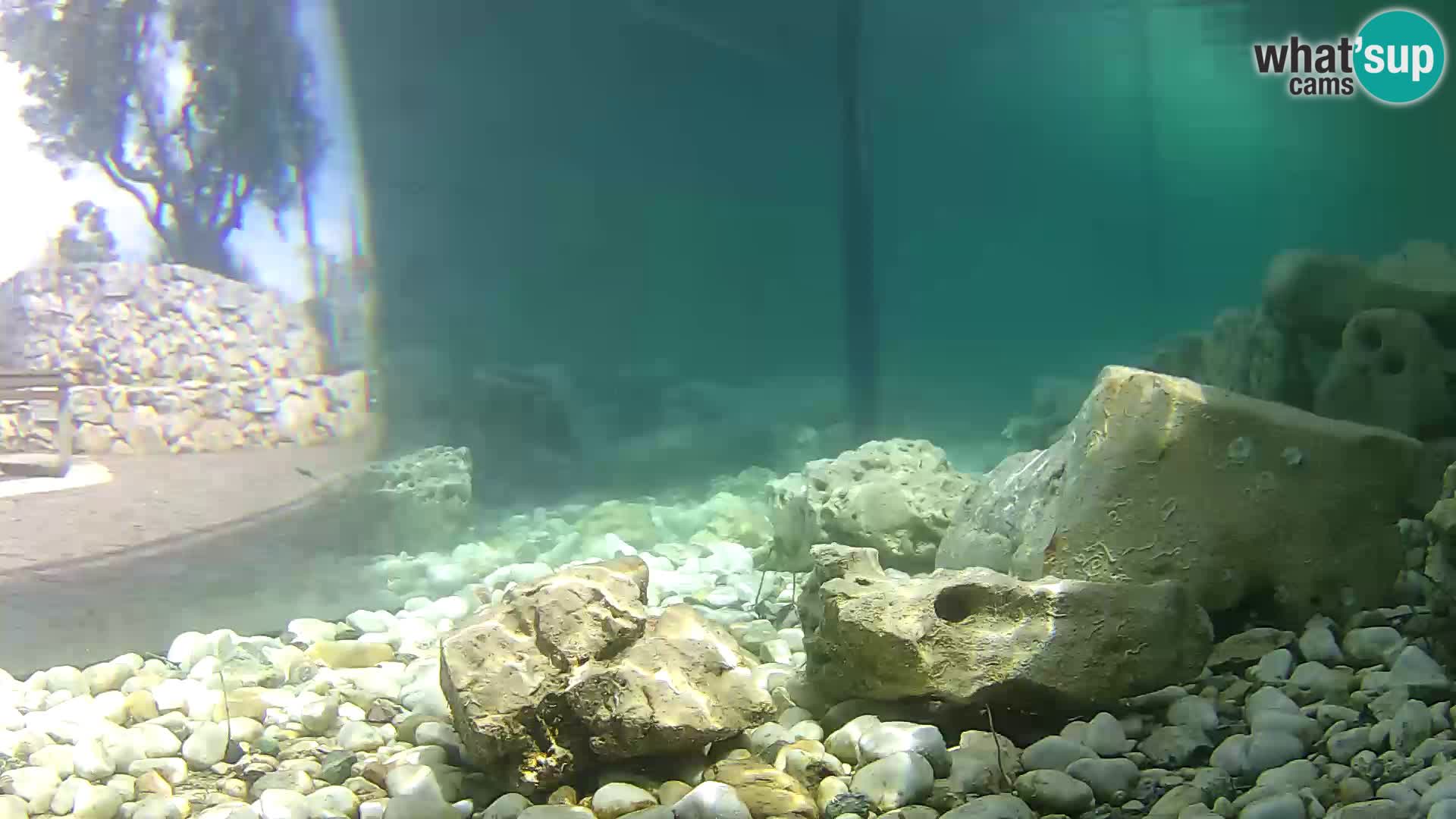 Acuario marino al aire libre Rogoznica webcam Croacia