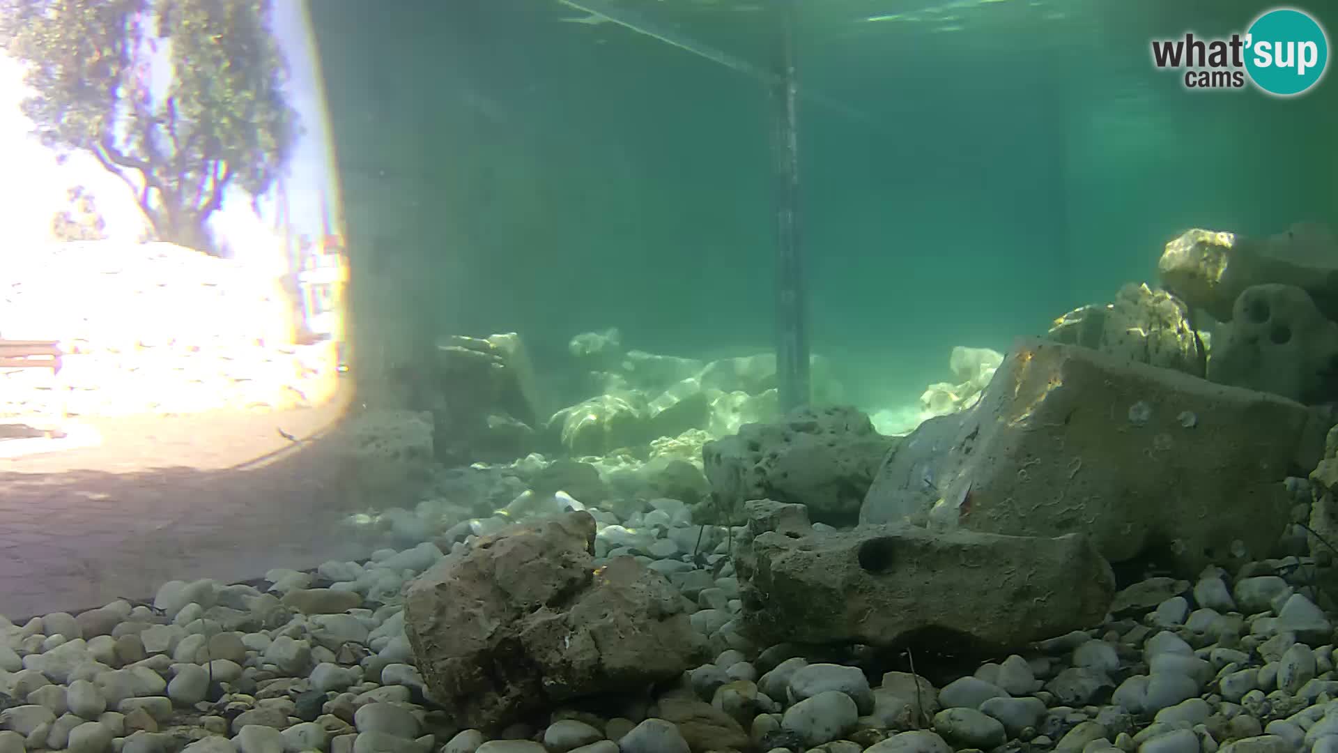 Acuario marino al aire libre Rogoznica webcam Croacia