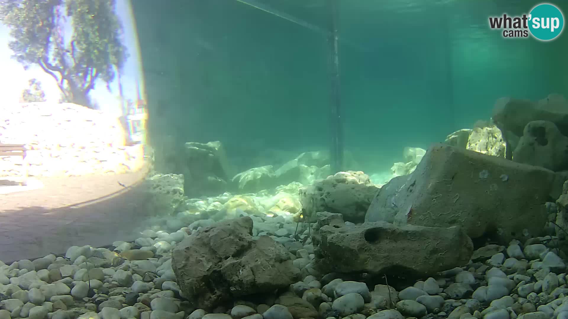 Aquario marino esterno –  Rogoznica livecam Croazia
