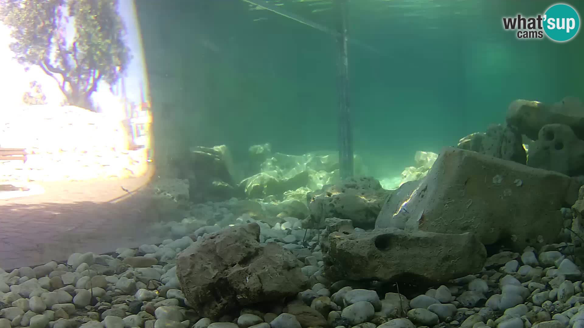 Aquario marino esterno –  Rogoznica livecam Croazia