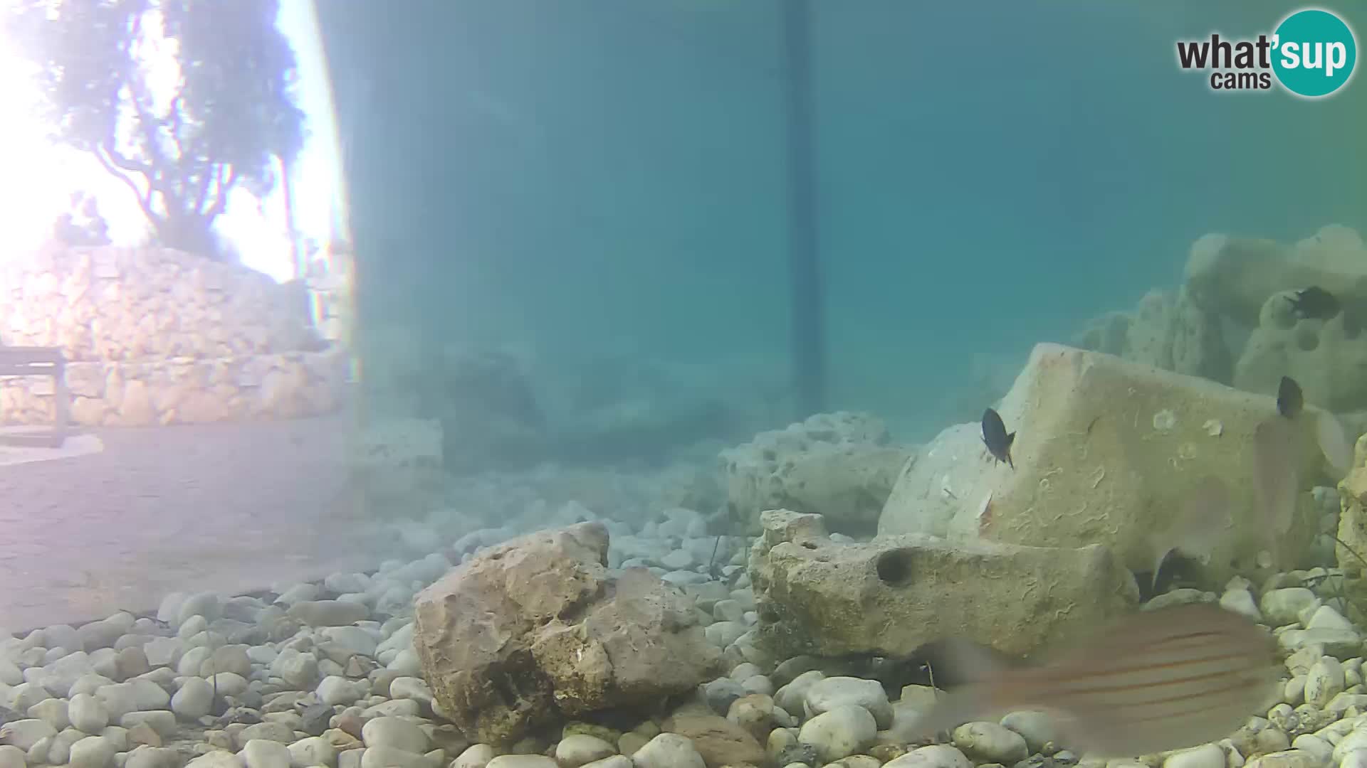 Marine Aquarium im Freien Rogoznica webcam Kroatien