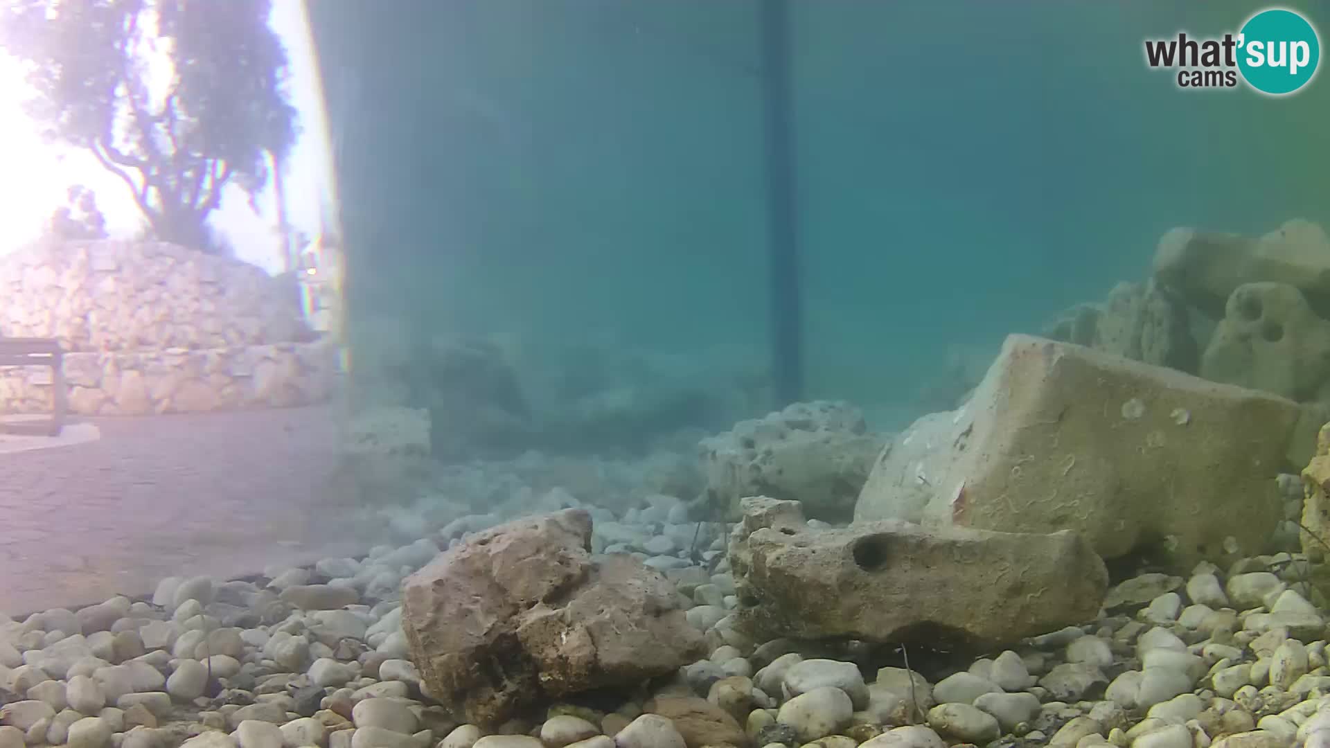 Acuario marino al aire libre Rogoznica webcam Croacia