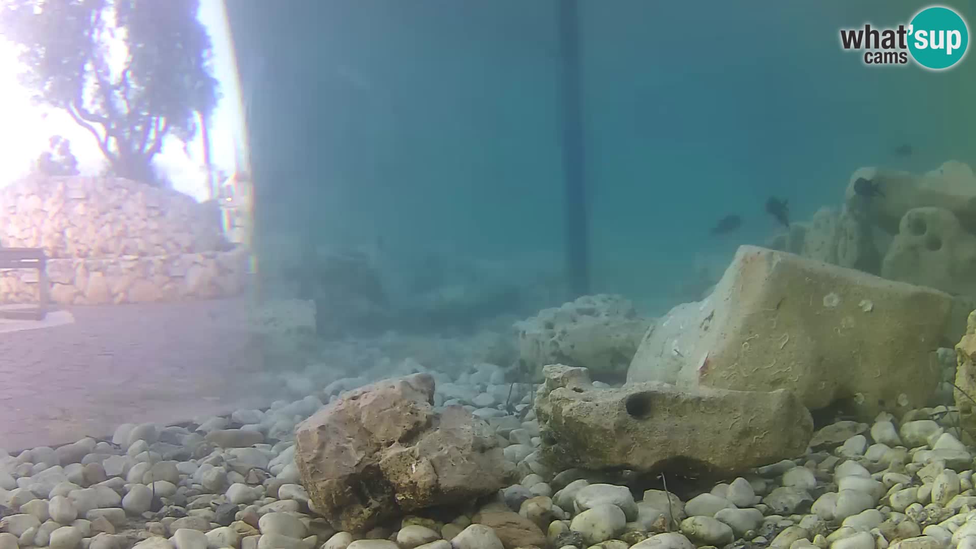 Outdoor Marine Aquarium Rogoznica webcam Croatia