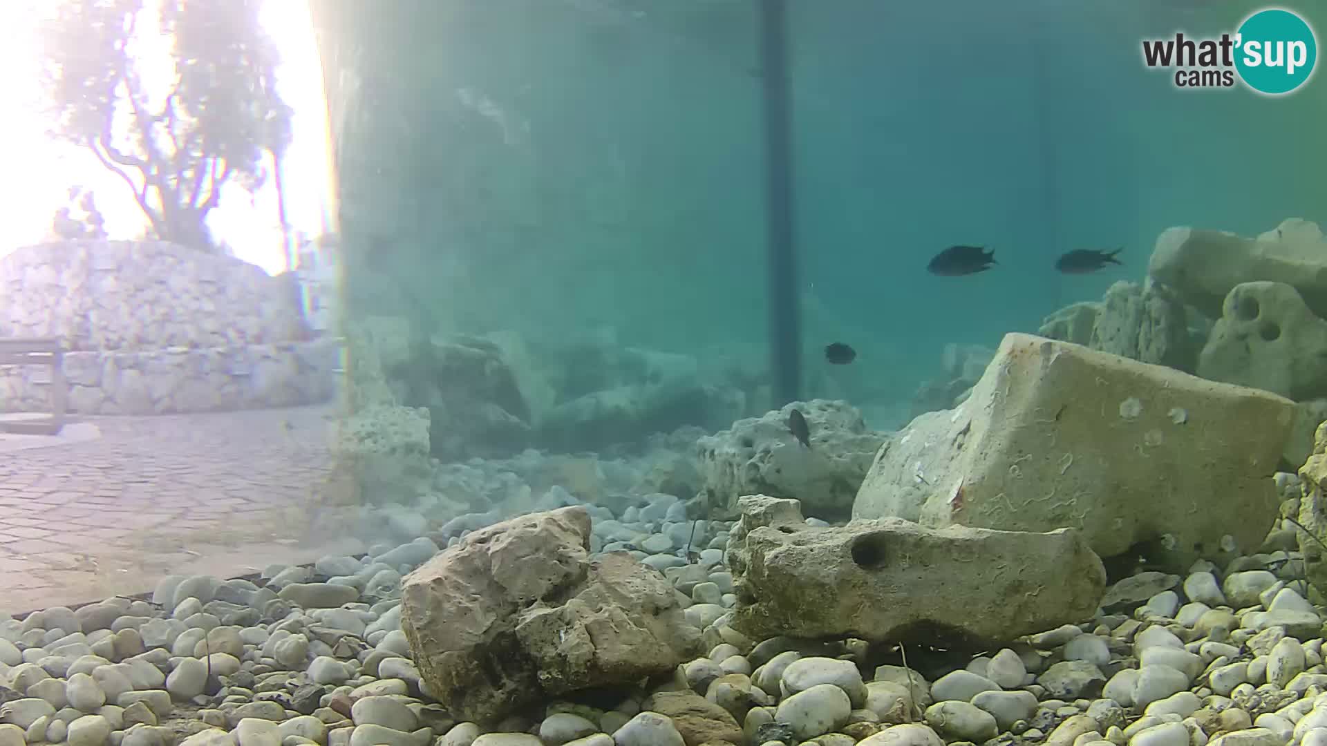 Acuario marino al aire libre Rogoznica webcam Croacia