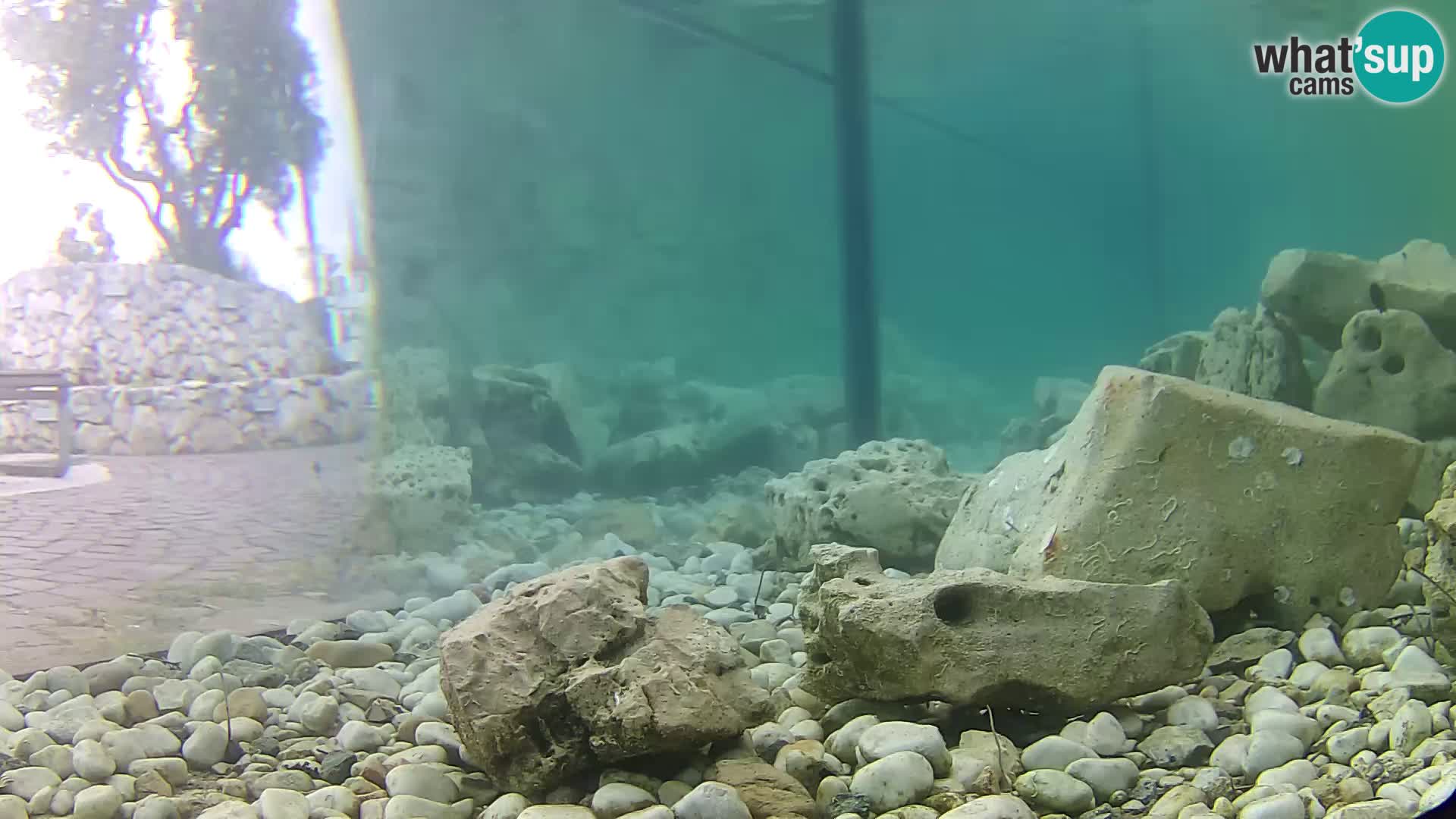 Acuario marino al aire libre Rogoznica webcam Croacia