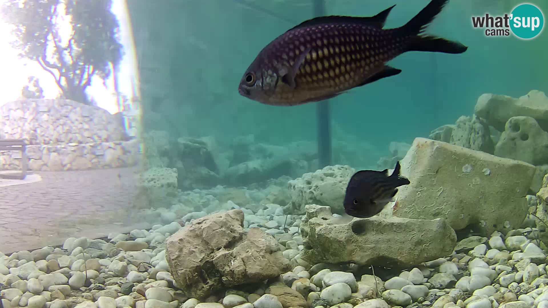 Acuario marino al aire libre Rogoznica webcam Croacia