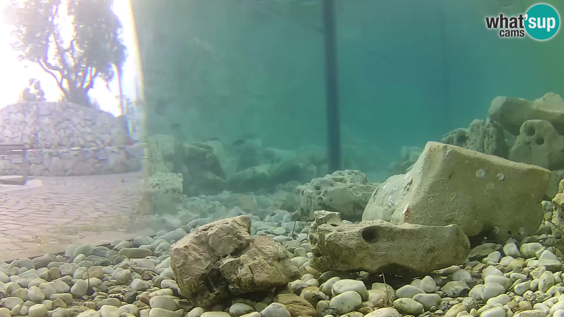 Webcam de l’aquarium marin extérieur de Rogoznica Croatie