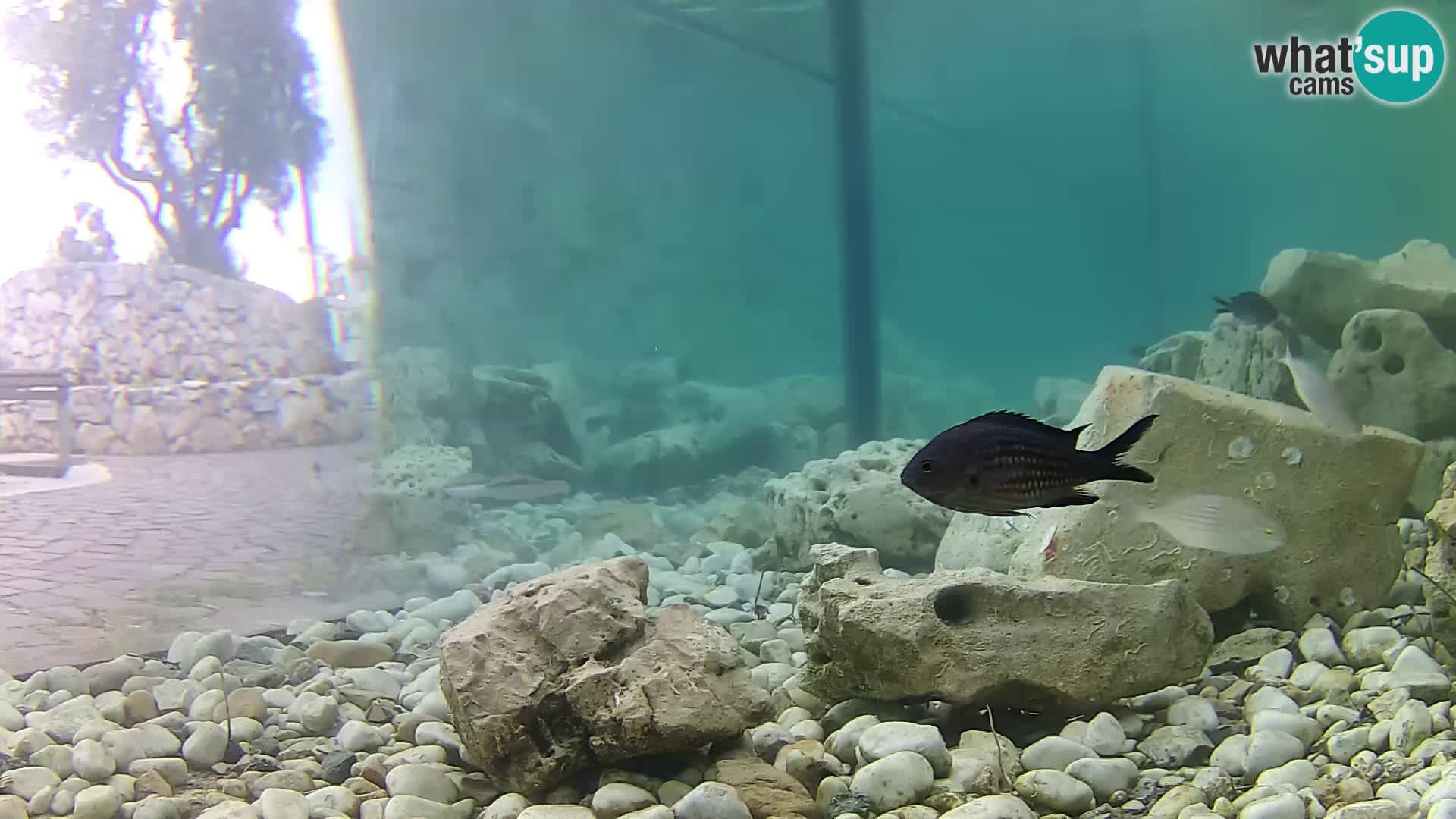 Acuario marino al aire libre Rogoznica webcam Croacia