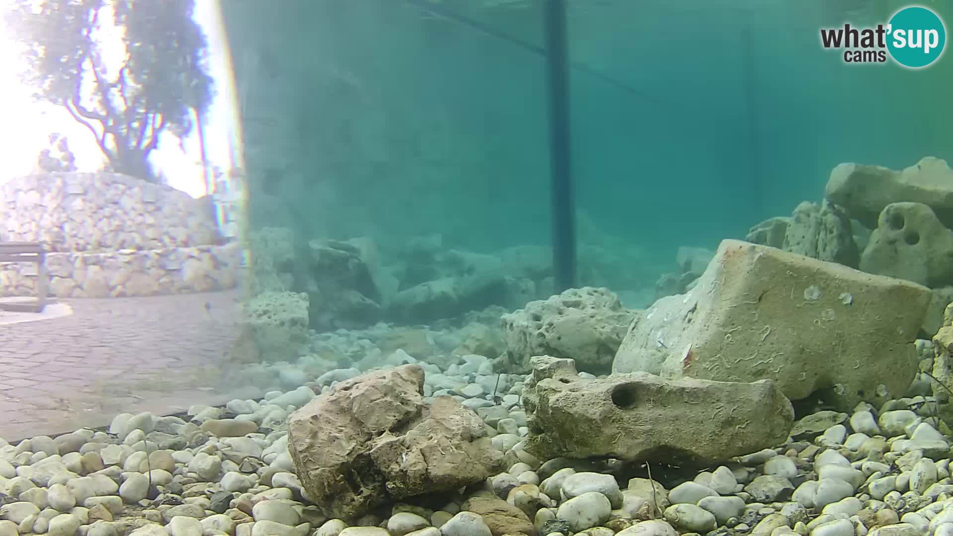 Acuario marino al aire libre Rogoznica webcam Croacia