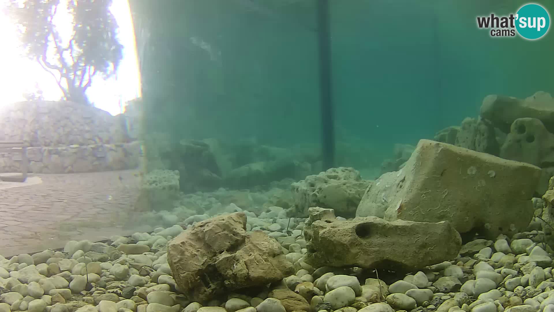 Acuario marino al aire libre Rogoznica webcam Croacia