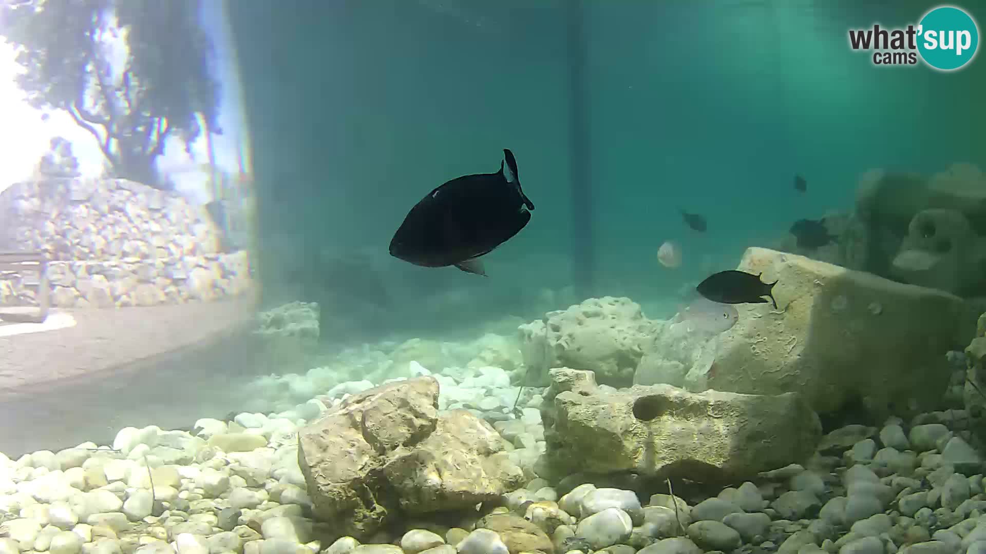 Aquario marino esterno –  Rogoznica livecam Croazia
