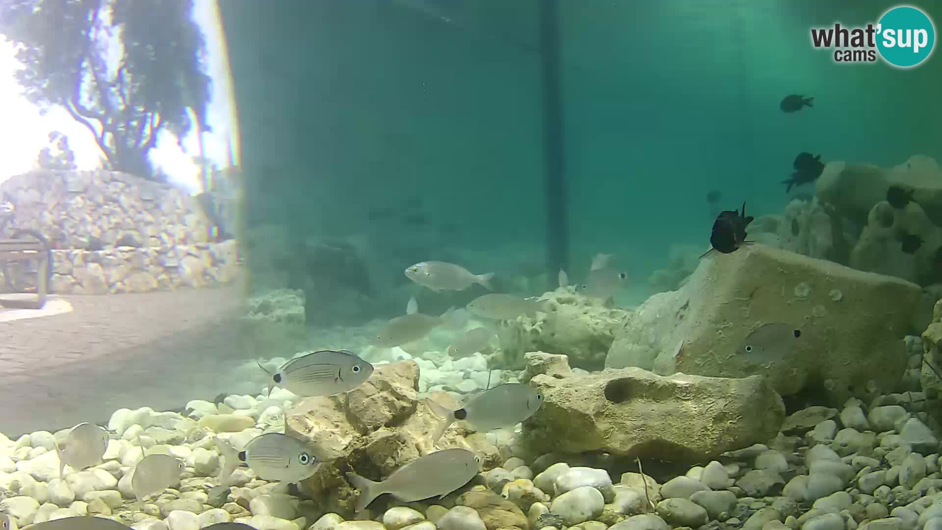 Acuario marino al aire libre Rogoznica webcam Croacia