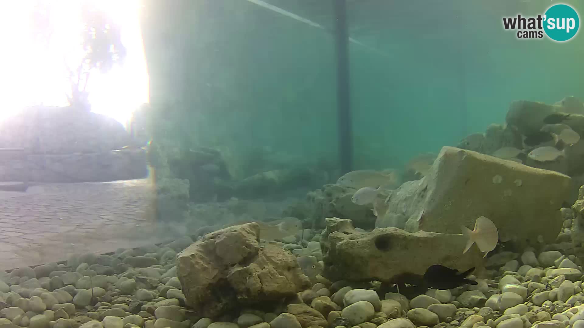 Webcam de l’aquarium marin extérieur de Rogoznica Croatie