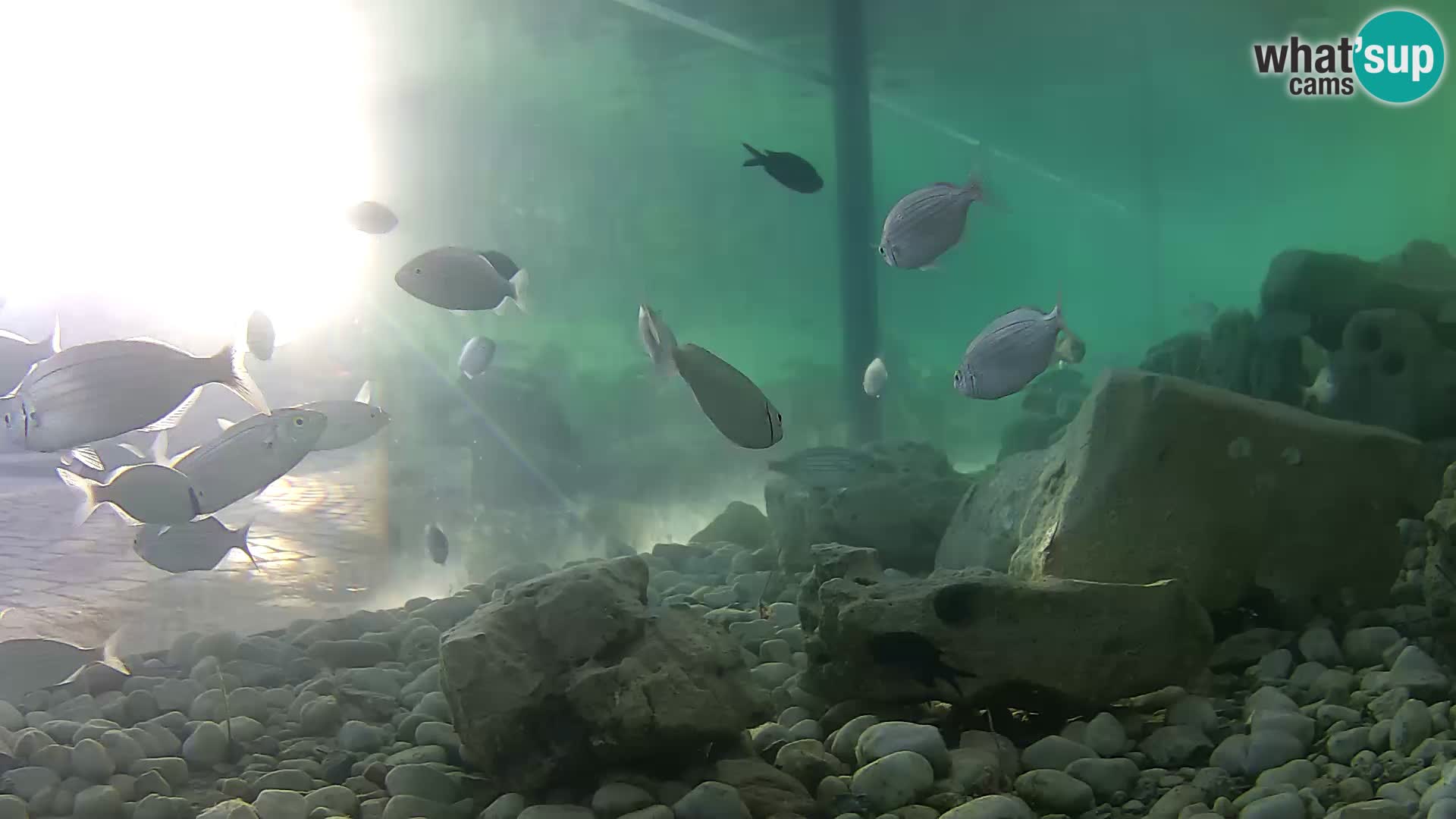 Outdoor Marine Aquarium Rogoznica webcam Croatia