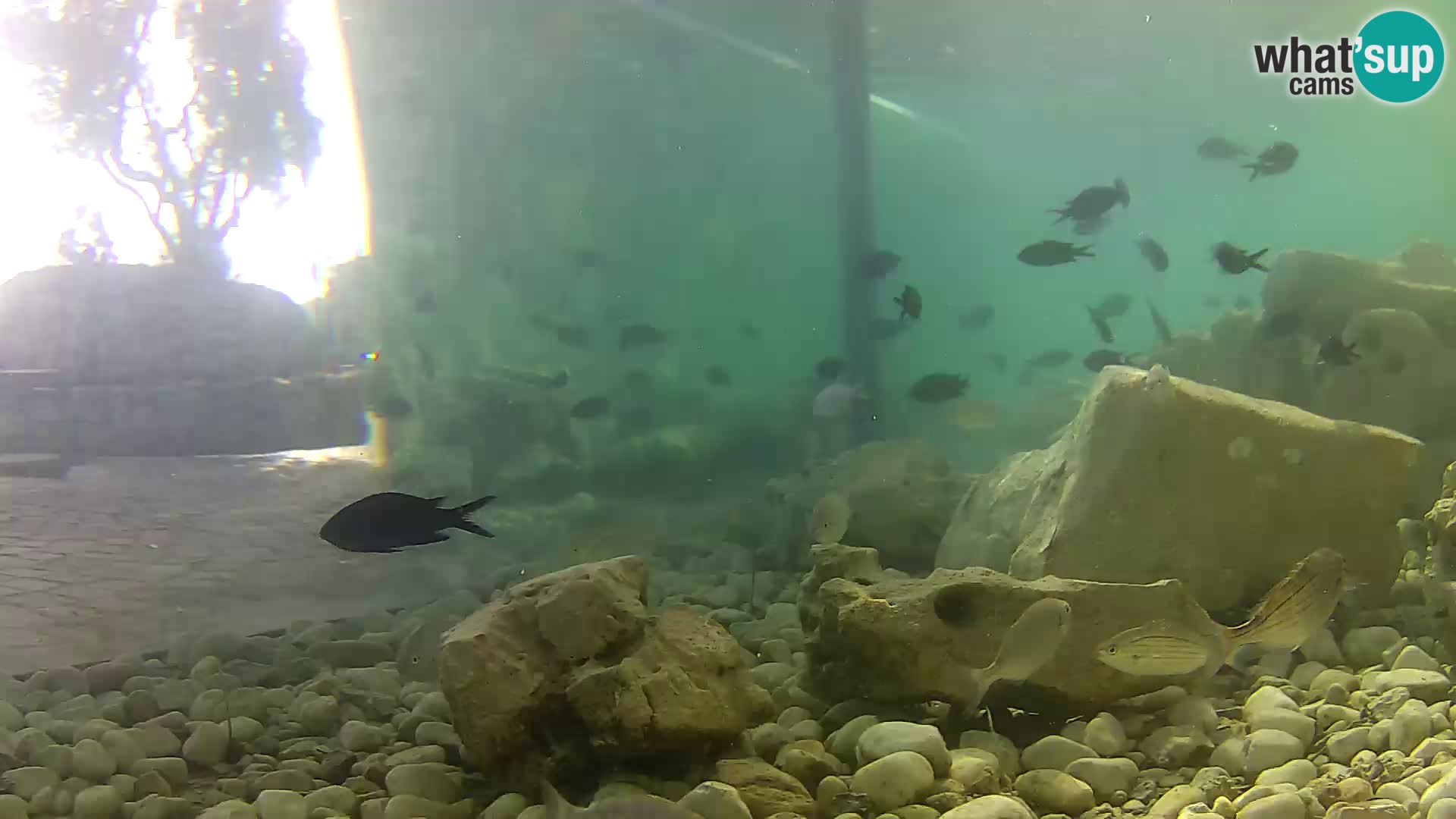 Acuario marino al aire libre Rogoznica webcam Croacia